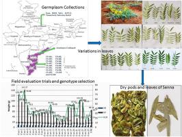 Estimation of genetic diversity utilizing gene-targeted SCoT markers and morpho-chemotypic analyses in Senna alexandrina Mill. (Senna)