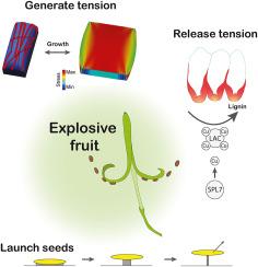 Creating an explosion: Form and function in explosive fruit