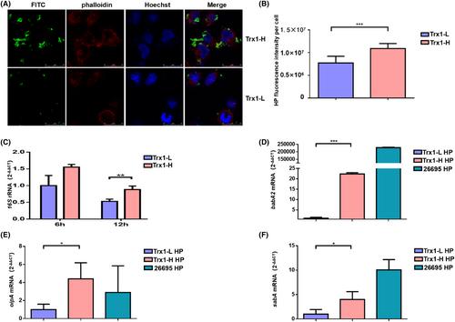 Helicobacter pylori with trx1 high expression promotes gastric diseases via upregulating the IL23A/NF-κB/IL8 pathway