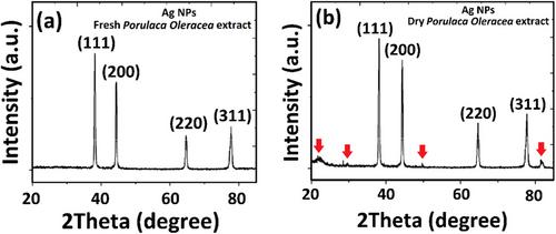 Green synthesis and characterization of Ag nanoparticles using fresh and dry Portulaca Oleracea leaf extracts: Enhancing light reflectivity properties of ITO glass