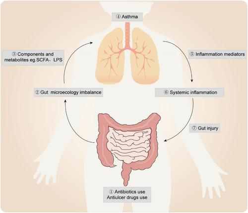 Gut-lung axis and asthma: A historical review on mechanism and future perspective