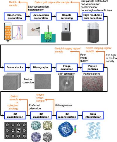 Cryo-EM sample preparation for high-resolution structure studies