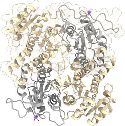 Structural and functional characterization of FabG4 from Mycolicibacterium smegmatis