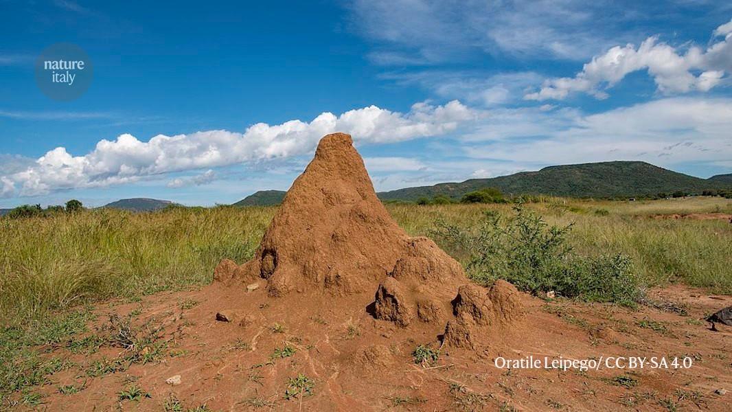 L’acqua che evapora guida le termiti mentre costruiscono il nido