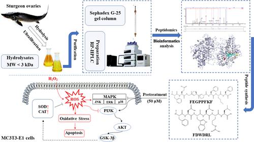 Novel Peptides from Sturgeon Ovarian Protein Hydrolysates Prevent Oxidative Stress-Induced Dysfunction in Osteoblast Cells: Purification, Identification, and Characterization