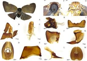 Resolving taxonomic confusion of Pochazia shantungensis (Hemiptera: Fulgoromorpha: Ricaniidae) from South Korea, with one new species