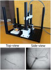 Orthogonal-view microscope for the biomechanics investigations of aquatic organisms