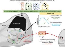 Ecological impact of mechanical cleaning method to curb black stain alterations on Paleolithic cave walls