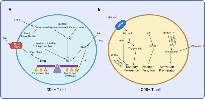 Cellular metabolism regulates the differentiation and function of T-cell subsets