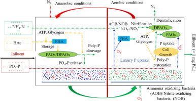 Experimental investigation of simultaneous nitrification-denitrification and phosphorus removal in pilot-scale sequencing batch moving bed biofilm reactors (SB-MBBRs)