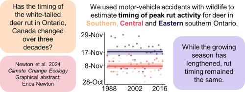 Deerly departed: Using motor-vehicle accidents to determine factors influencing white-tailed deer rut timing in Ontario, Canada