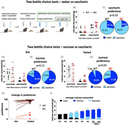 Metabolic sensing in AgRP regulates sucrose preference and dopamine release in the nucleus accumbens