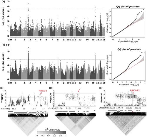 A novel QTL region for pH and meat color in Duroc pigs