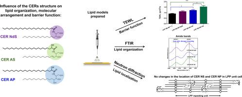 The molecular arrangement of ceramides in the unit cell of the long periodicity phase of stratum corneum models shows a high adaptability to different ceramide head group structures