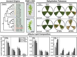 The dehydration-responsive protein PpFAS1.3 in moss Physcomitrium patens plays a regulatory role in lipid metabolism