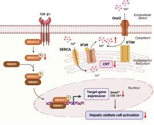 Calreticulin regulates hepatic stellate cell activation through modulating TGF-beta-induced Smad signaling