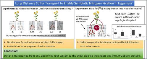 Systemic long-distance sulfur transport and its role in symbiotic root nodule protein turnover