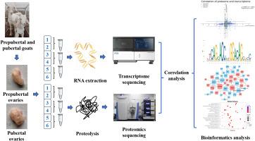 Integrative proteomic and transcriptomic analysis in the female goat ovary to explore the onset of puberty