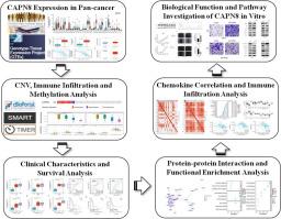 Calpain 8 as a potential biomarker regulates the progression of pancreatic cancer via EMT and AKT/ERK pathway