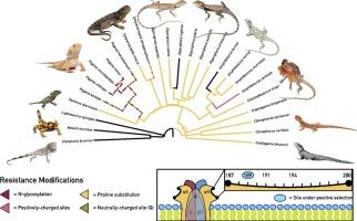 Sugar-coated survival: N-glycosylation as a unique bearded dragon venom resistance trait within Australian agamid lizards