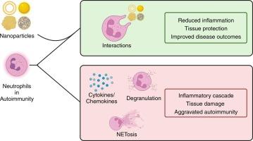 Nanoparticle-neutrophils interactions for autoimmune regulation