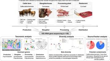 Microbial dynamics of South Korean beef and surroundings along the supply chain based on high-throughput sequencing