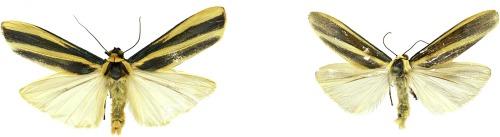 Taxonomic review of Chrysorabdia Butler (Lepidoptera: Erebidae: Arctiinae: Lithosiini) from India, a complex genus of uniformly looking species