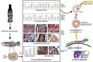 Evaluating the potential of daily intake of polystyrene microplastics via drinking water in inducing PCOS and its ovarian fibrosis progression using female zebrafish