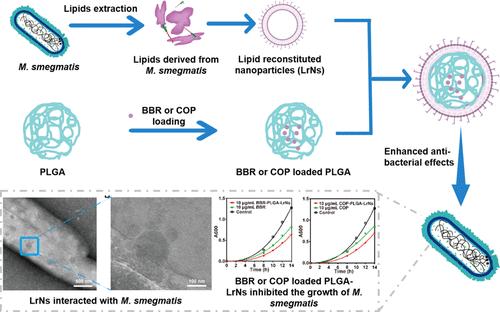 Lipids Extracted from Mycobacterial Membrane and Enveloped PLGA Nanoparticles for Encapsulating Antibacterial Drugs Elicit Synergistic Antimicrobial Response against Mycobacteria