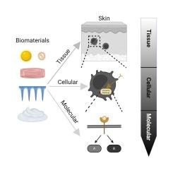 Advancing immunotherapy using biomaterials to control tissue, cellular, and molecular level immune signaling in skin