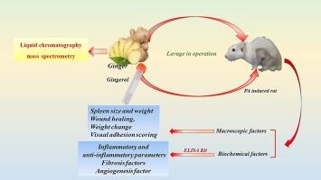 Intra-peritoneal lavage of Zingiber officinale rhizome and its active constituent gingerol impede inflammation, angiogenesis, and fibrosis following post-operative peritoneal adhesion in male rats