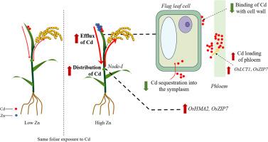 Foliar-applied zinc promotes cadmium allocation from leaf surfaces to grains in rice