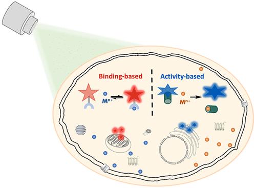 Small-Molecule Fluorescent Probes for Binding- and Activity-Based Sensing of Redox-Active Biological Metals