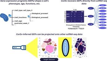 Identifying gene expression programs in single-cell RNA-seq data using linear correlation explanation