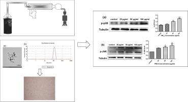 Coal-fired PM2.5 induces endothelial cell injury and the expression of atherosclerosis-related adhesion molecules: Involvement of the p38 and JNK signaling pathways