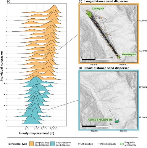 Individual behaviour shapes patterns of bird-mediated seed dispersal