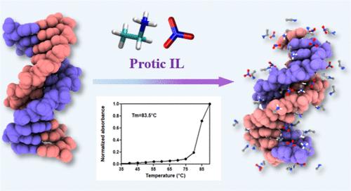 Toward Greater DNA Stability by Leveraging the Proton-Donating Ability of Protic Ionic Liquids