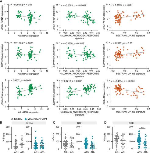 Co-targeting BET, CBP, and p300 inhibits neuroendocrine signalling in androgen receptor-null prostate cancer