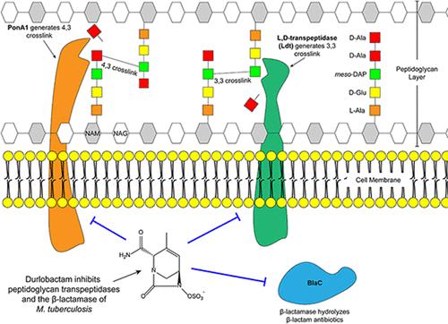 Durlobactam, a Diazabicyclooctane β-Lactamase Inhibitor, Inhibits BlaC and Peptidoglycan Transpeptidases of Mycobacterium tuberculosis