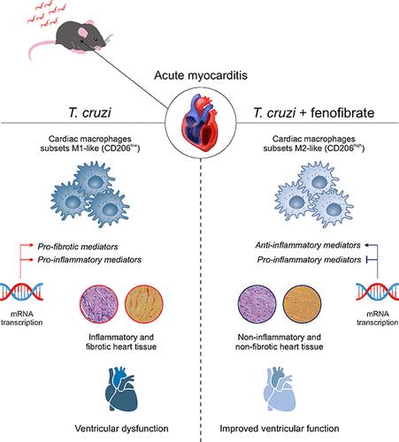 Fenofibrate Induces a Resolving Profile in Heart Macrophage Subsets and Attenuates Acute Chagas Myocarditis