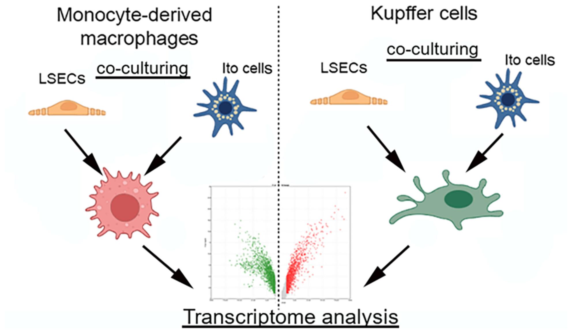 Mimicking the cellular environment does not cause monocyte-derived macrophages to become phenotypically similar to Kupffer cells