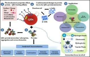 Nano-bio convergence unveiled: Systematic review on quantum dots-protein interaction, their implications, and applications