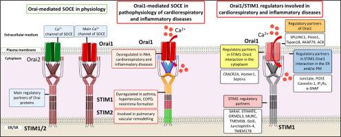 Orai1/STIMs modulators in pulmonary vascular diseases