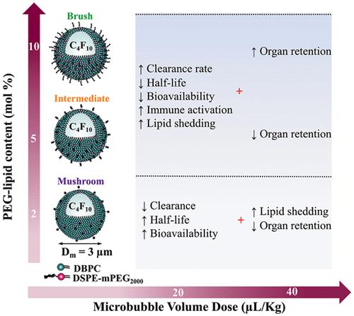 Effect of Poly(ethylene glycol) Configuration on Microbubble Pharmacokinetics