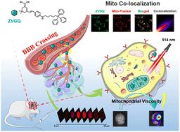 Real-time monitoring of abnormal mitochondrial viscosity in glioblastoma with a novel mitochondria-targeting fluorescent probe†