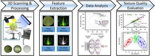 Nondestructive evaluation of harvested cabbage texture quality using 3D scanning technology