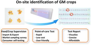 A point-of-care testing platform for on-site identification of genetically modified crops†