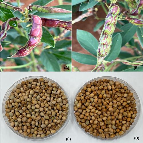 Registration of indeterminate and photoperiod-insensitive IIPG-7 and IIPG-11 pigeonpea germplasm