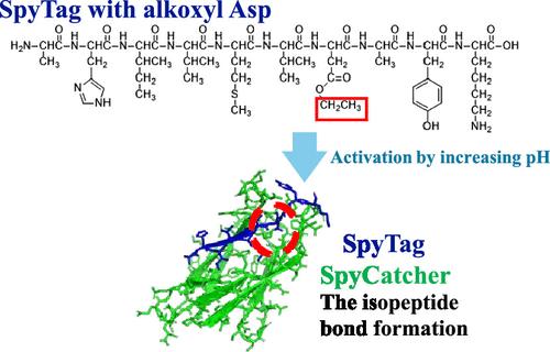 SpyTag Peptide with Alkoxyl Aspartic Acids for pH-Dependent Activation of the SpyCatcher/Tag System