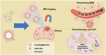 Macrophage membrane-camouflaged nanoclusters of ultrasmall iron oxide nanoparticles for precision glioma theranostics†